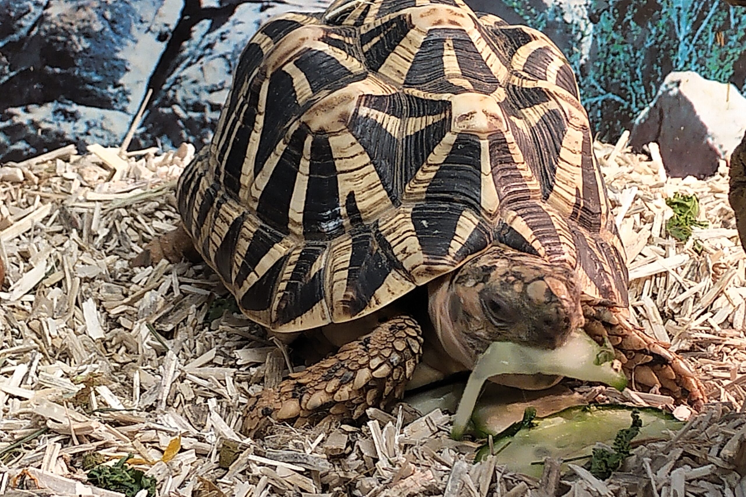 Vets for tortoises near me cheap
